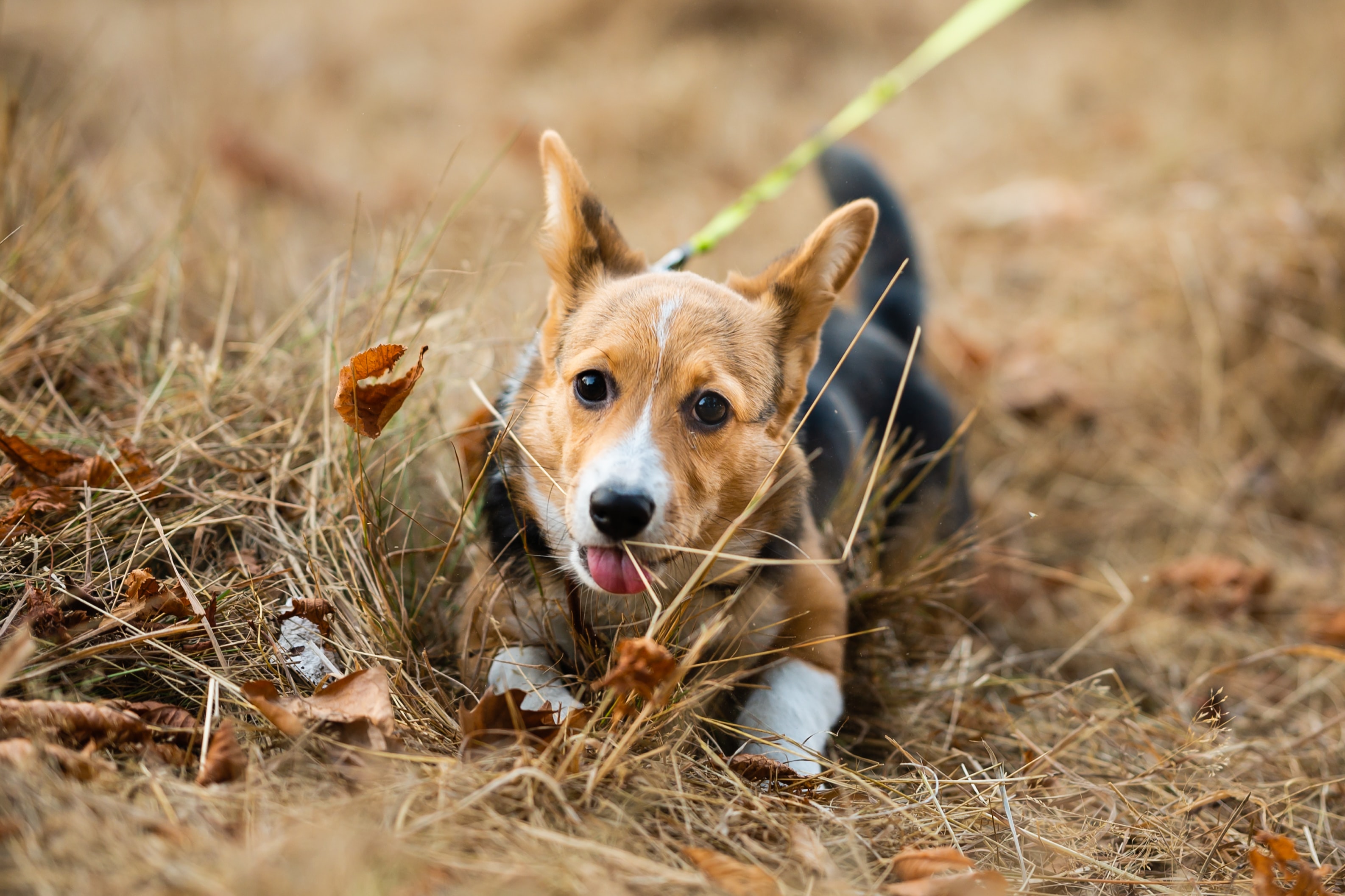 cão com trela na natureza 