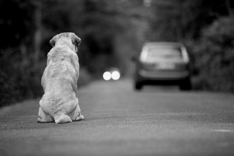 animais abandonados