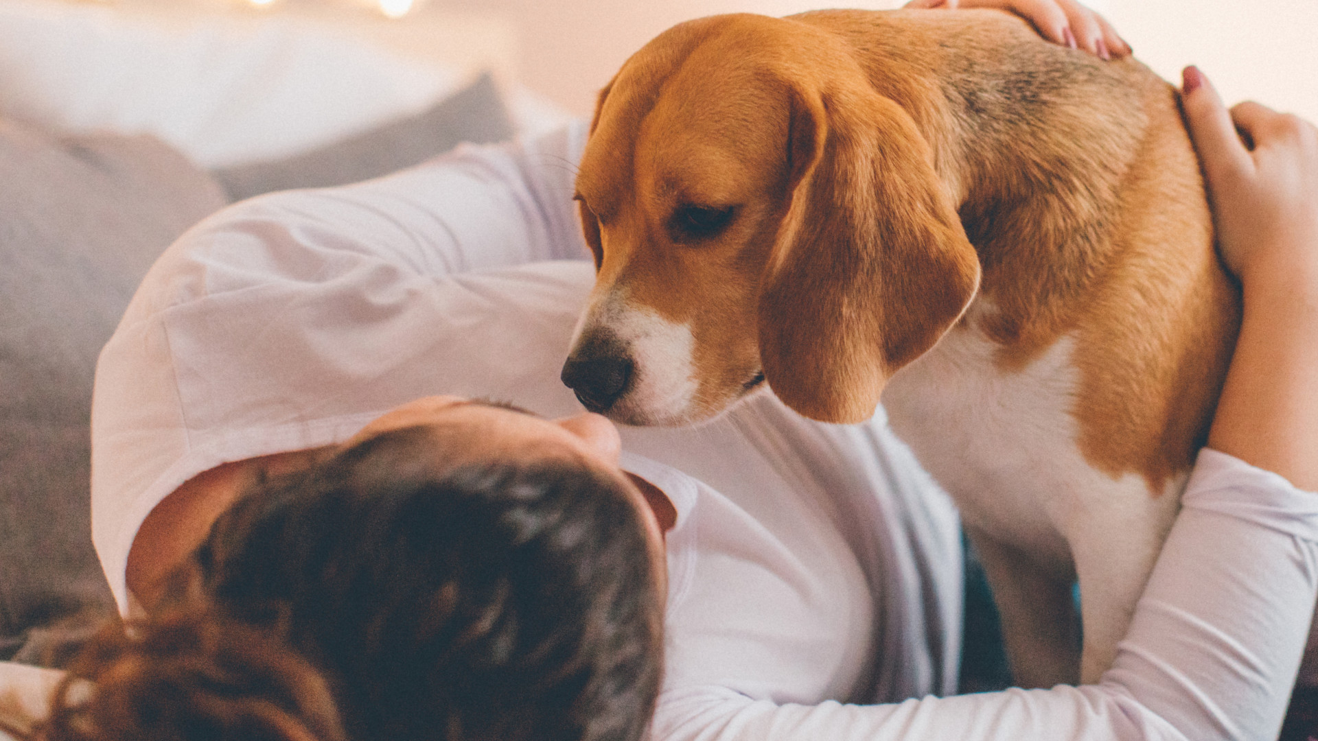Raças de cães com maior longevidade