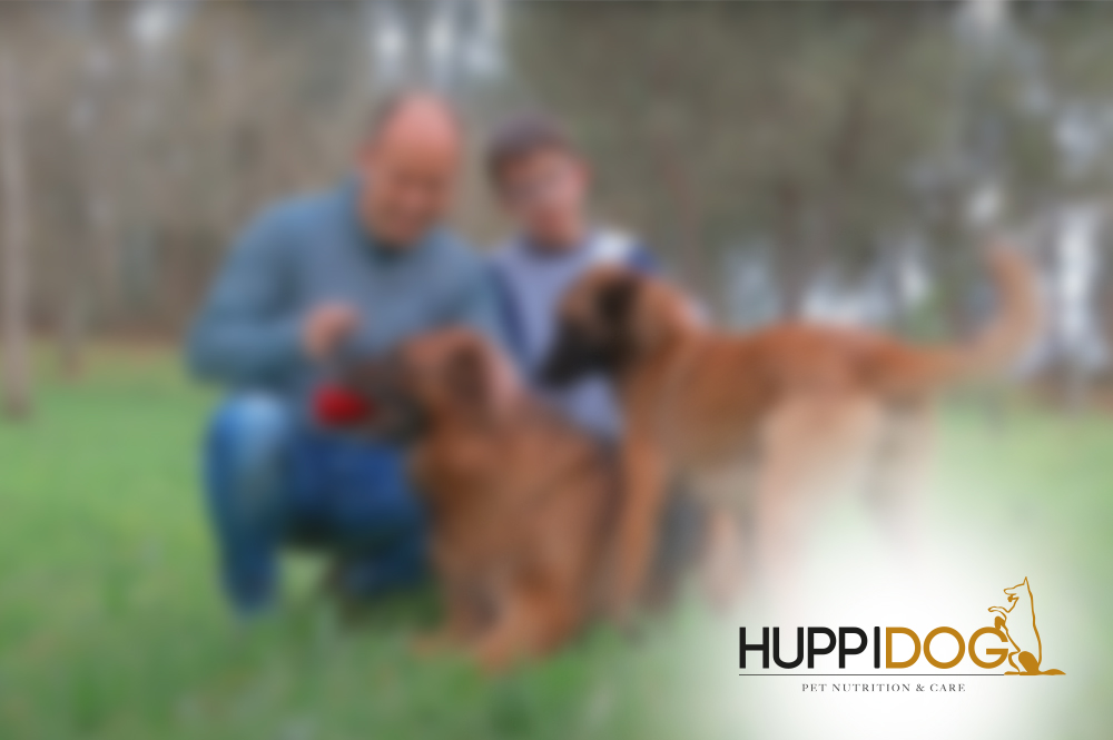 Vídeo apresentação da Huppidog