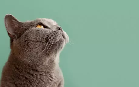 Sieger show gatos