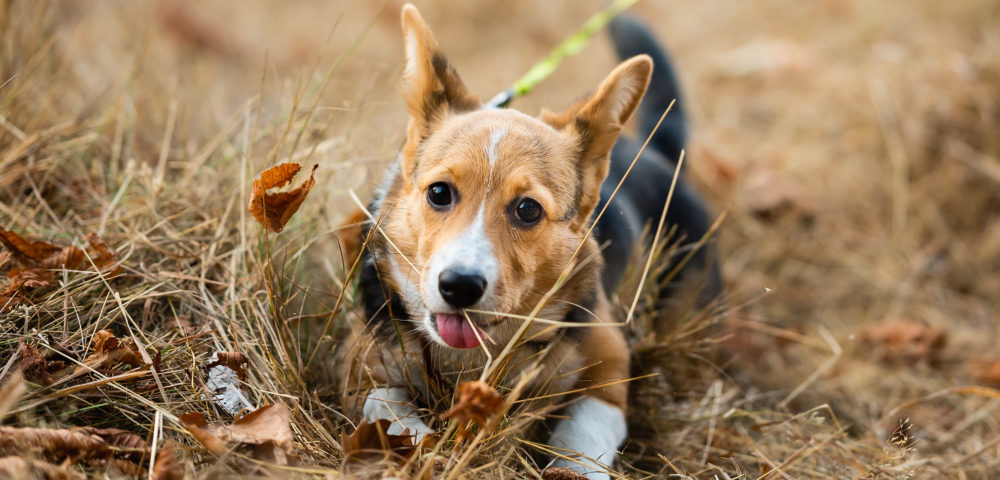 cão com trela na natureza 