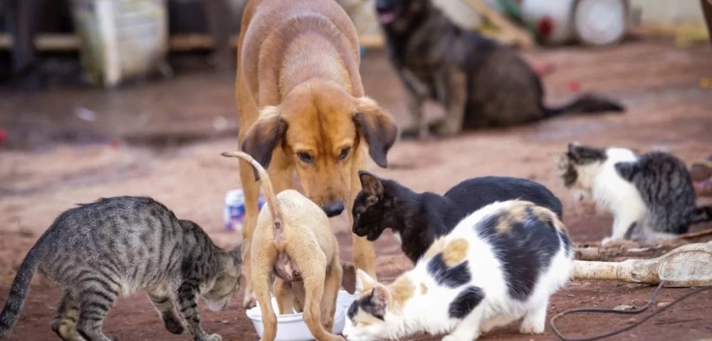 animais abandonados