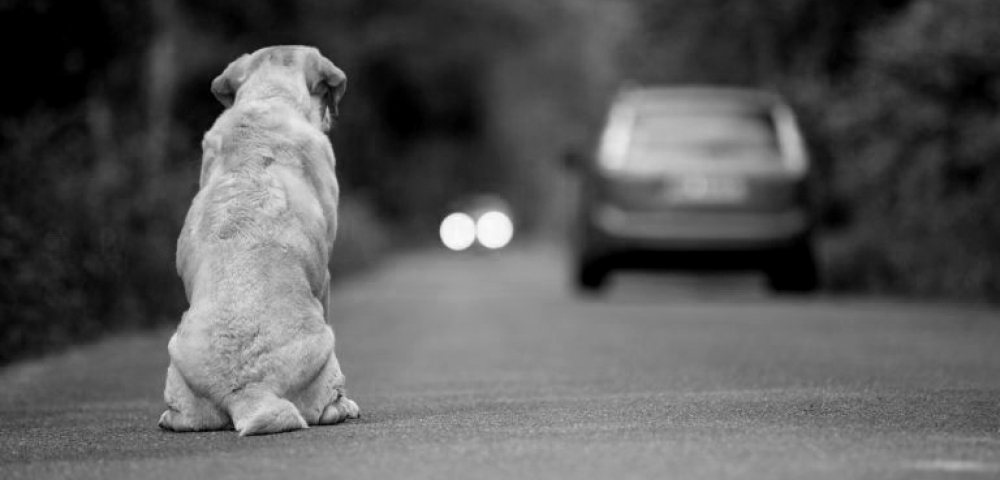 animais abandonados