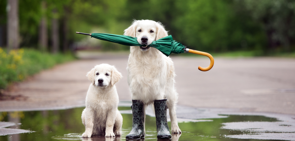 Passear o Cão à Chuva 5 Dicas Essenciais para Aproveitar Passeios em Dias Chuvosos. Huppidog