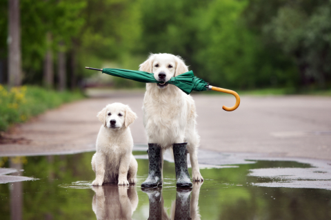 Passear o Cão à Chuva 5 Dicas Essenciais para Aproveitar Passeios em Dias Chuvosos. Huppidog