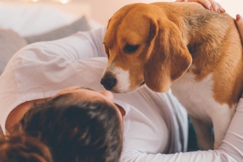 Raças de cães com maior longevidade