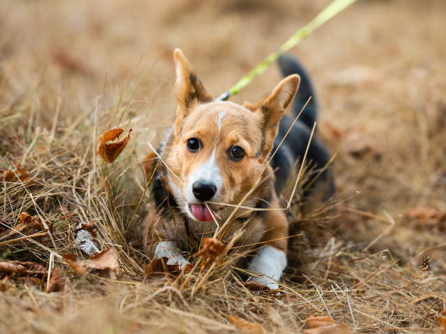 cão com trela na natureza 